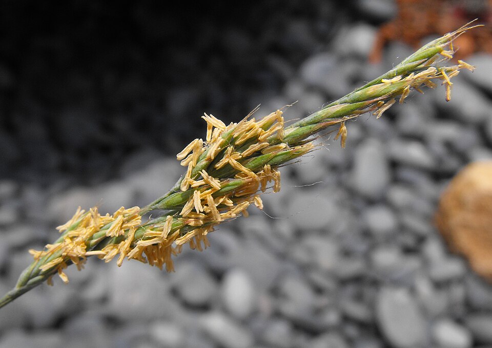 Festuca glauca (blue fescue) (alternate view 7)