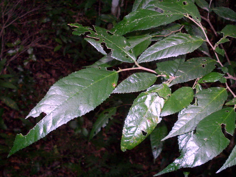 Paratrophis pendulina (whalebone tree) (alternate view 6)