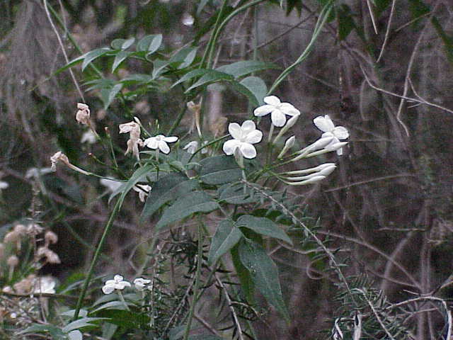 Jasminum polyanthum (Pink Jasmine) (alternate view 4)
