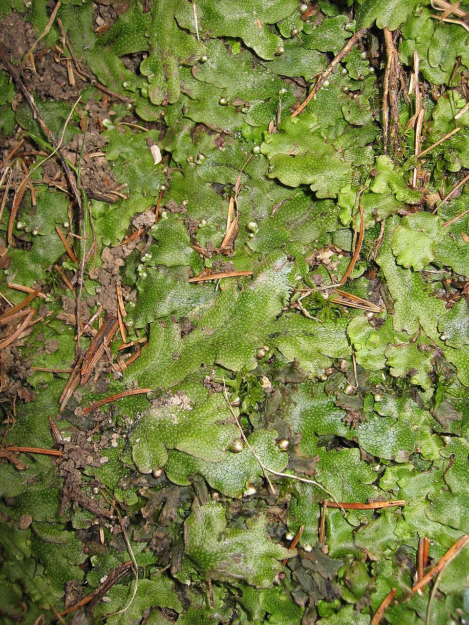 Conocephalum conicum (Great Scented Liverwort)