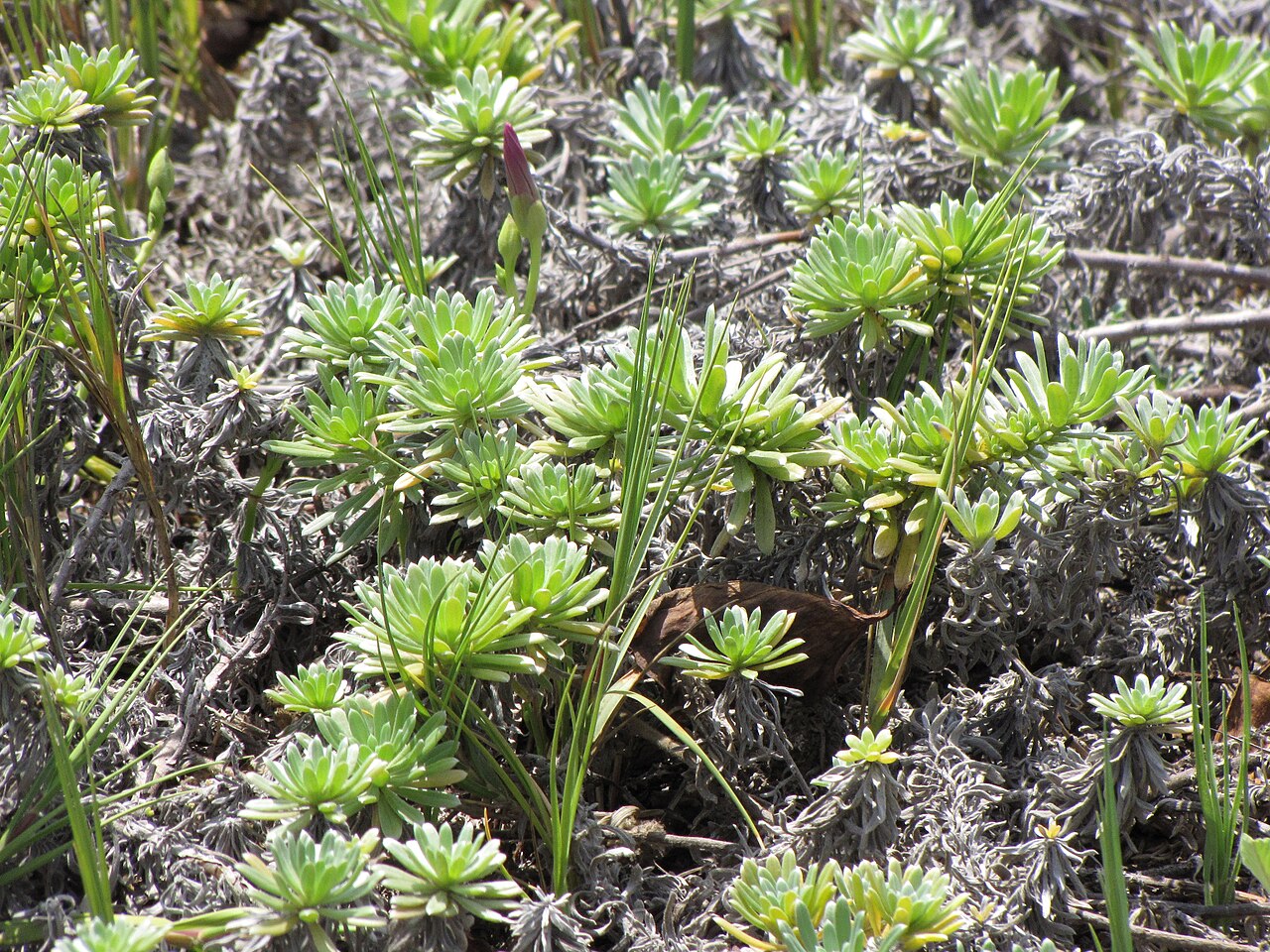 Heliotropium anomalum, Hinahina — spreading evergreen (Boraginaceae) (image 5 of 8)
