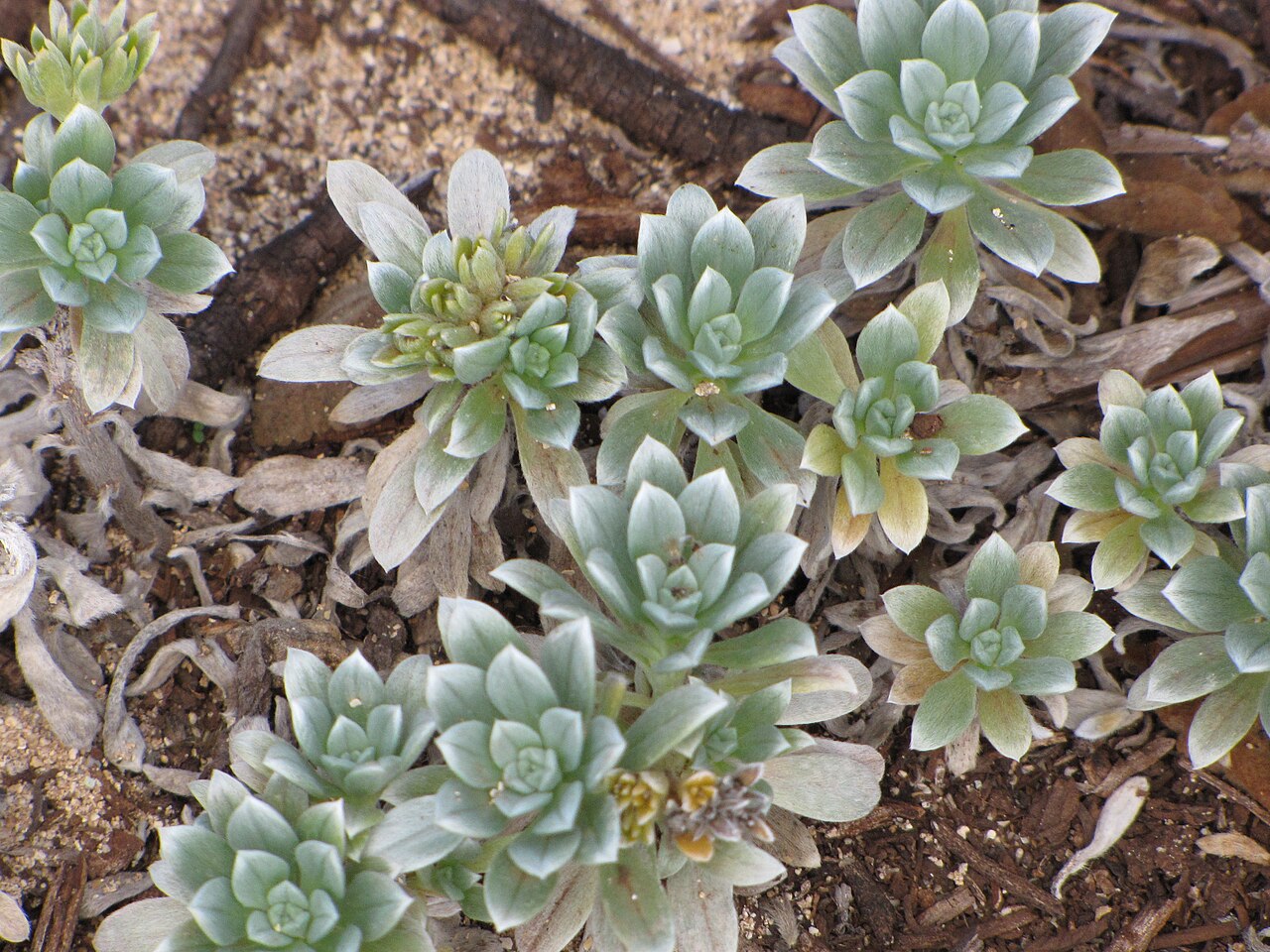 Heliotropium anomalum, Hinahina — spreading evergreen (Boraginaceae) (image 6 of 8)