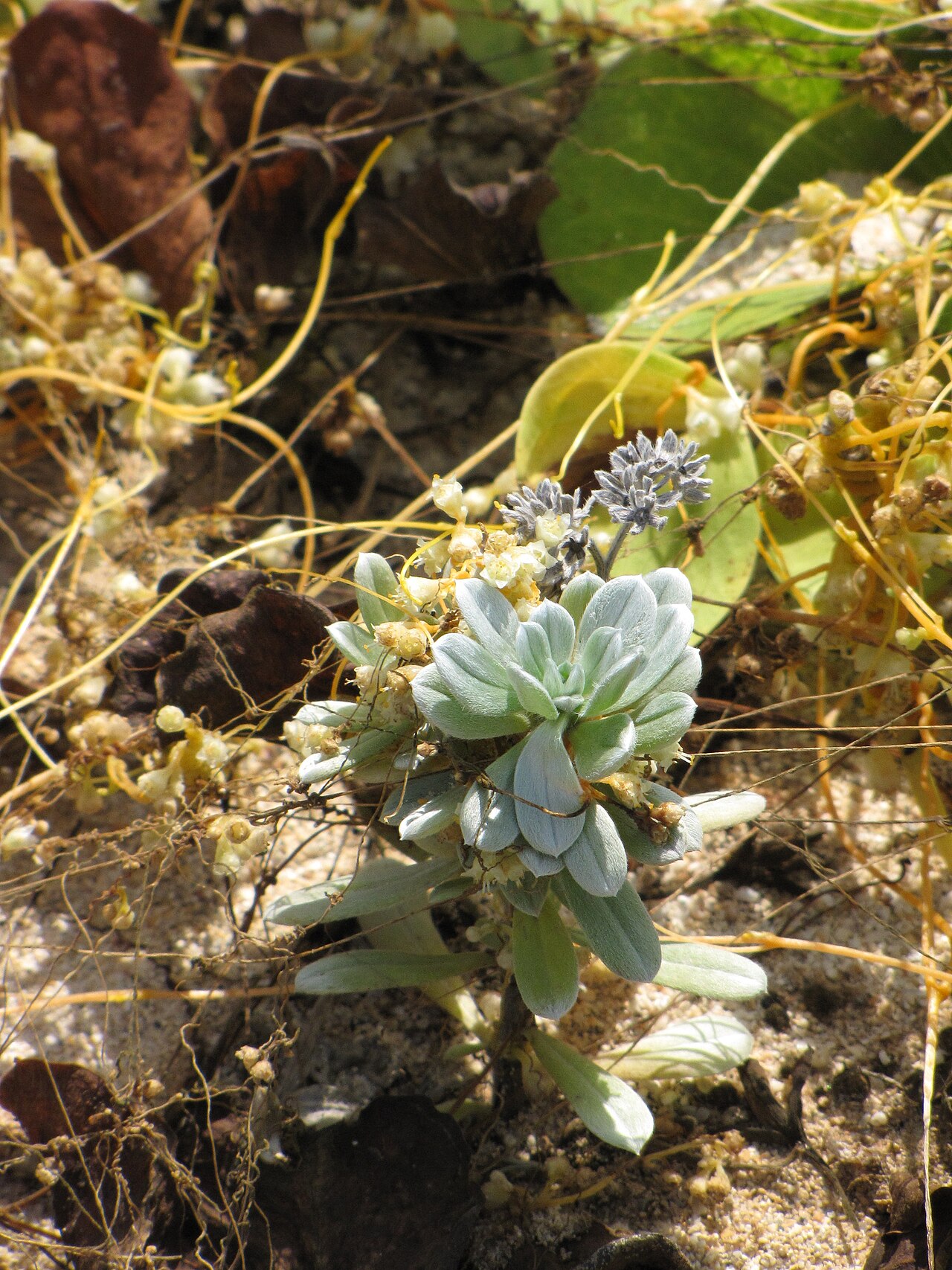 Heliotropium anomalum, Hinahina — spreading evergreen (Boraginaceae) (image 7 of 8)