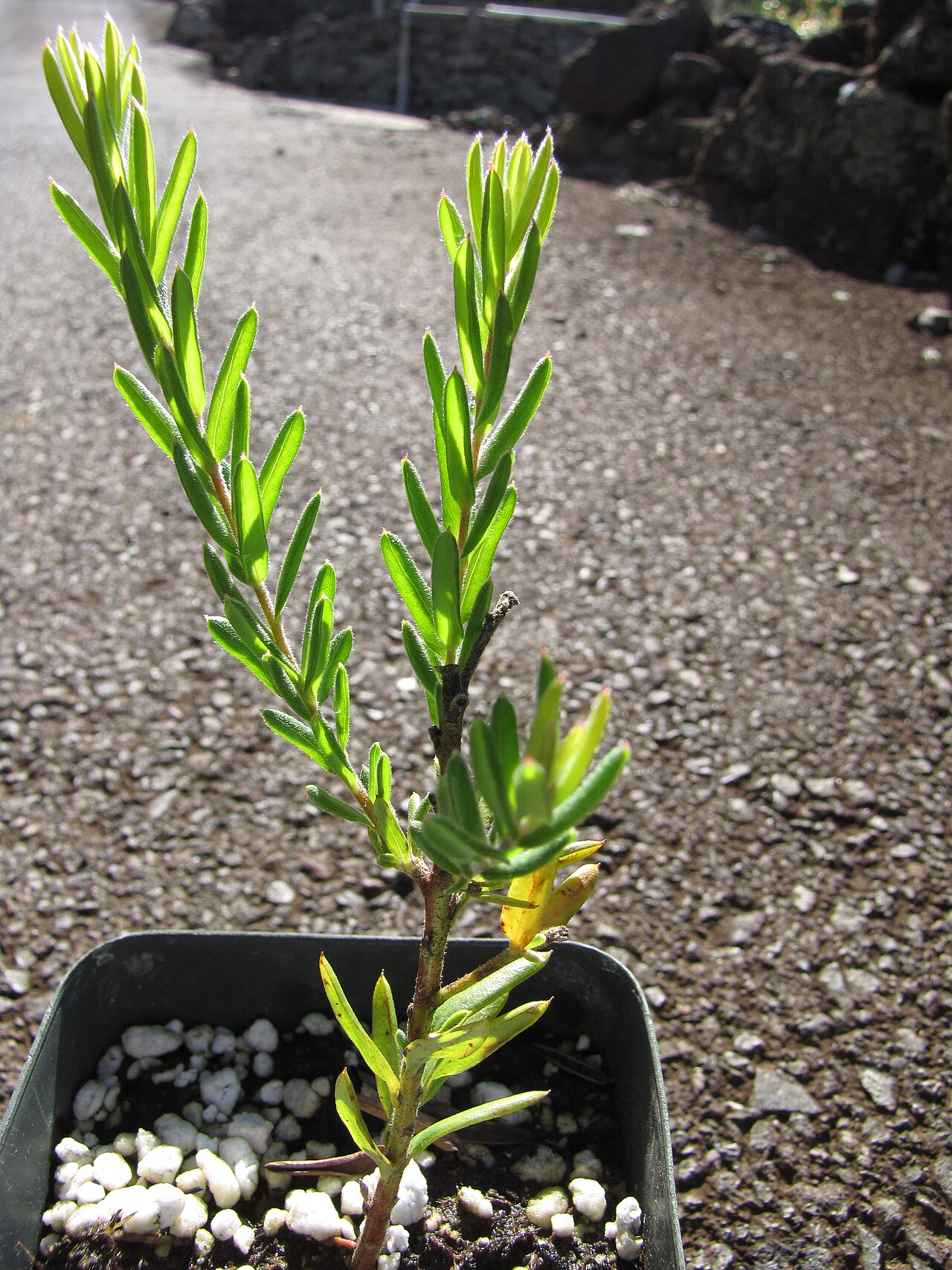 Grevillea lanigera, Woolly grevillea — spreading evergreen (Proteaceae) (image 8 of 8)