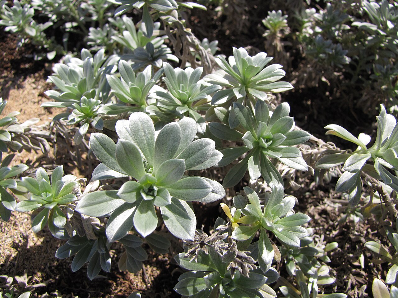 Heliotropium anomalum, Hinahina — spreading evergreen (Boraginaceae) (image 8 of 8)