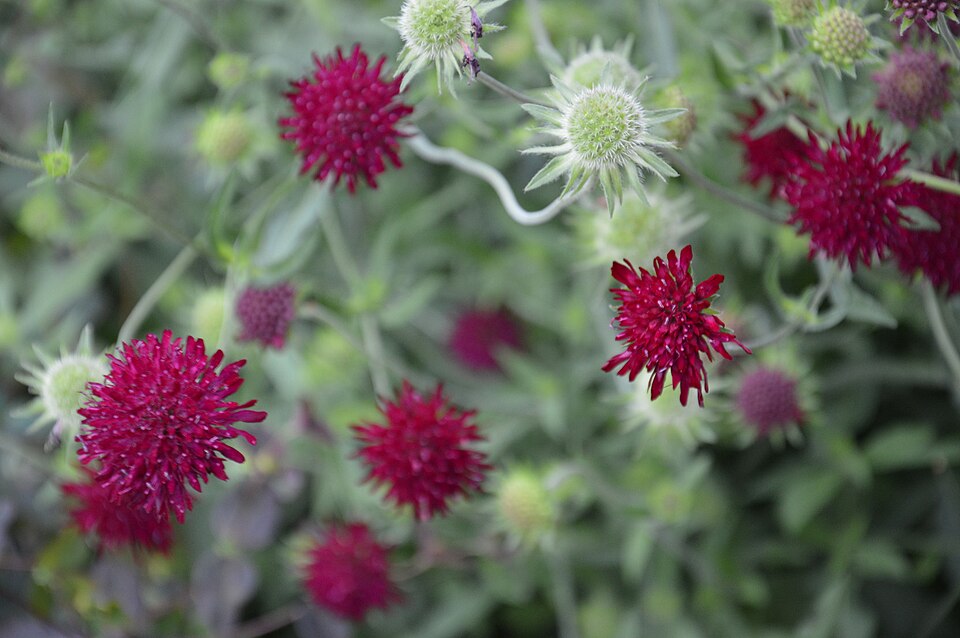 Knautia (alternate view 5)
