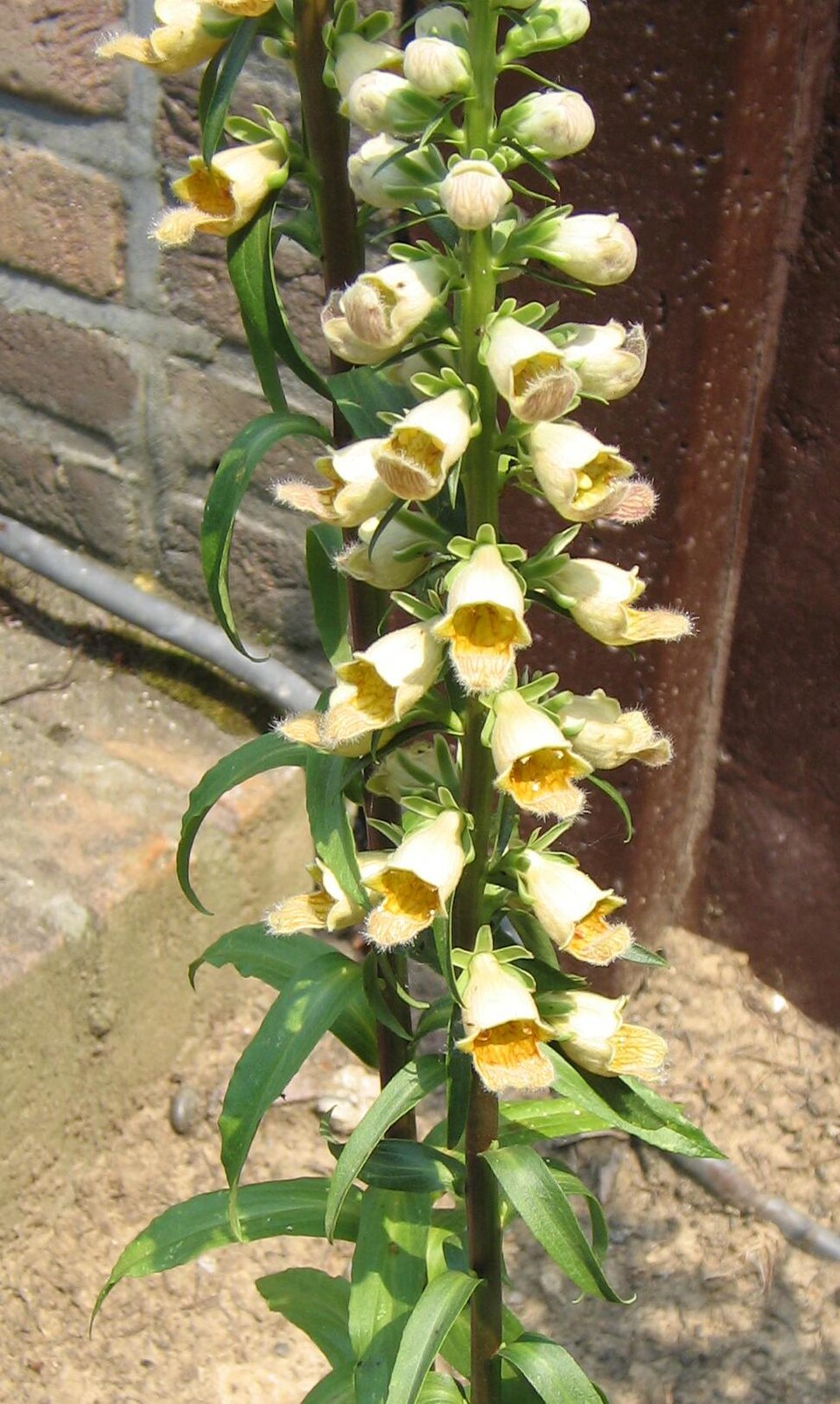 Digitalis ferruginea (Rusty Foxglove) (alternate view 5)