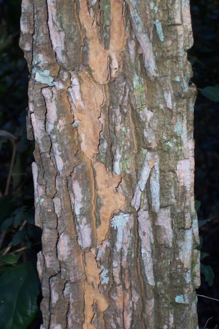 Duboisia myoporoides (corkwood) (alternate view 7)