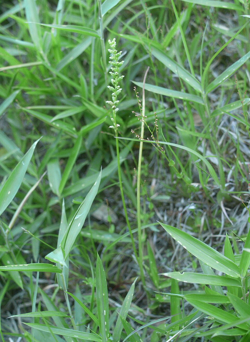 Microtis unifolia (common onion-orchid)