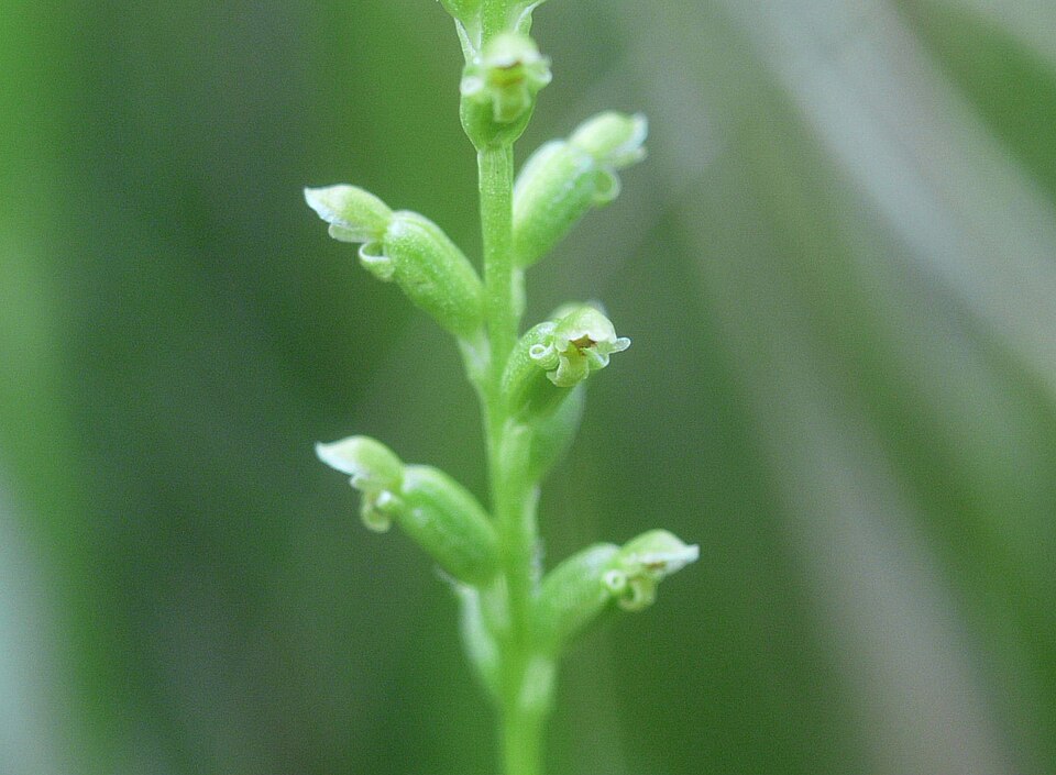 Microtis unifolia (common onion-orchid) (alternate view 2)