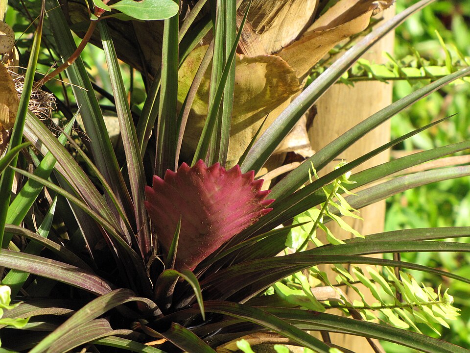 Tillandsia (Air Plant)