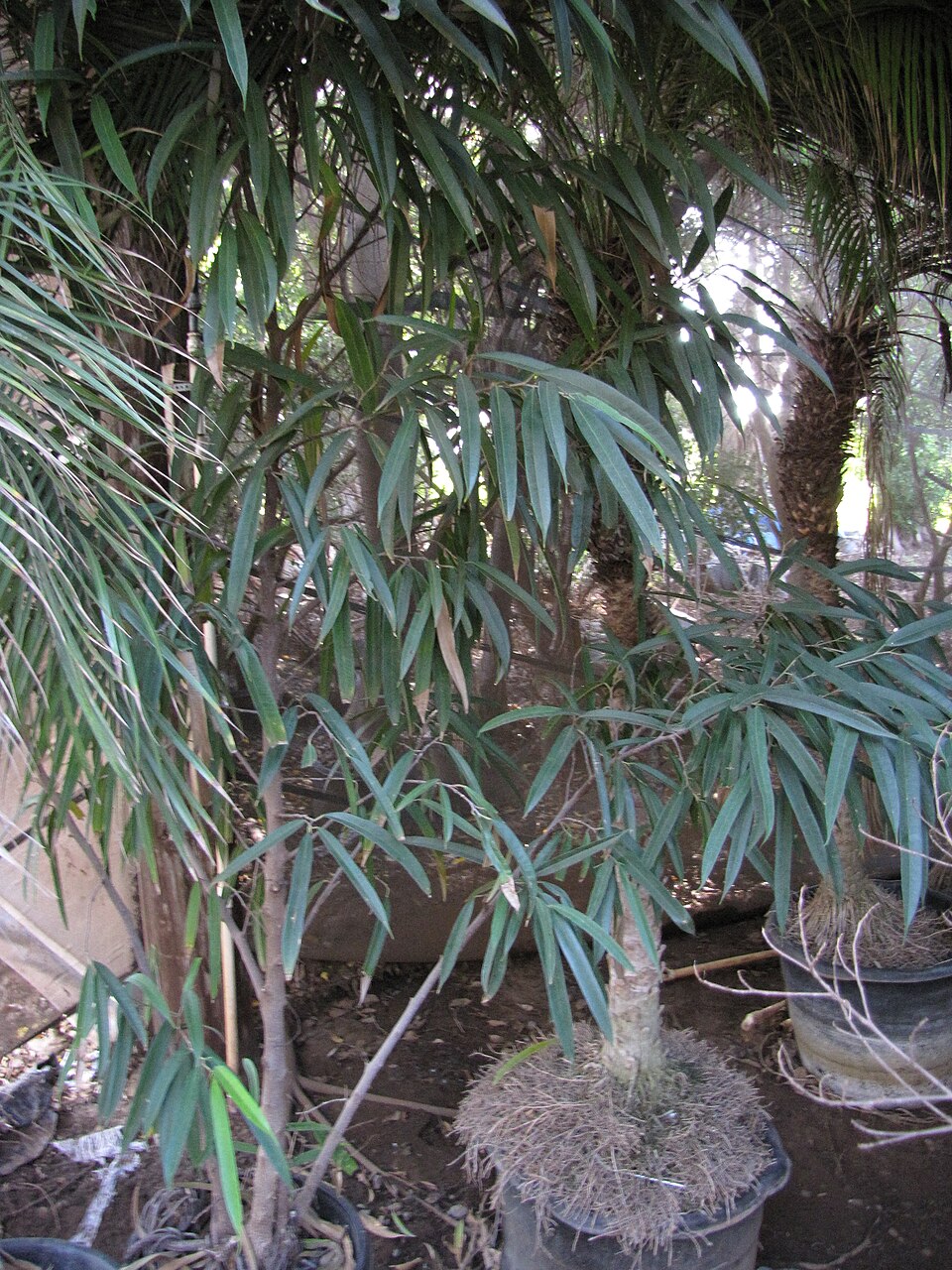 Ficus maclellandii (Ficus Alii) (alternate view 9)
