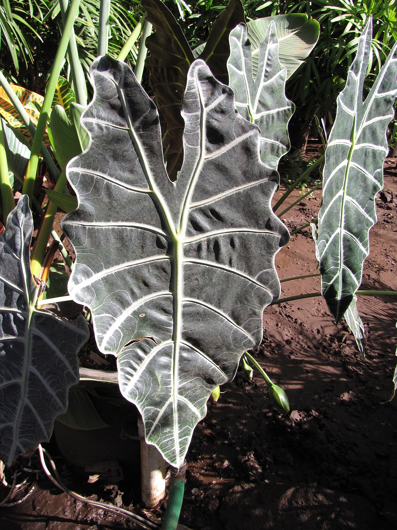 Alocasia × amazonica (Alocasia Polly)