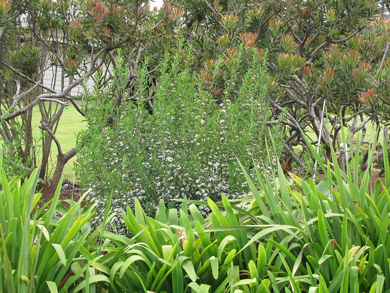 Philotheca myoporoides, Long-leaf wax flower — mounding evergreen (Rutaceae) (image 6 of 10)