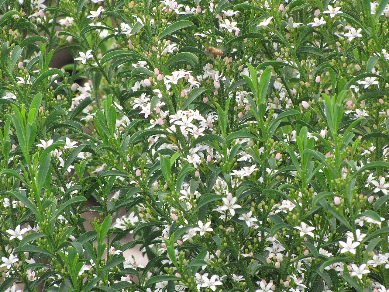 Philotheca myoporoides, Long-leaf wax flower — mounding evergreen (Rutaceae) (image 7 of 10)