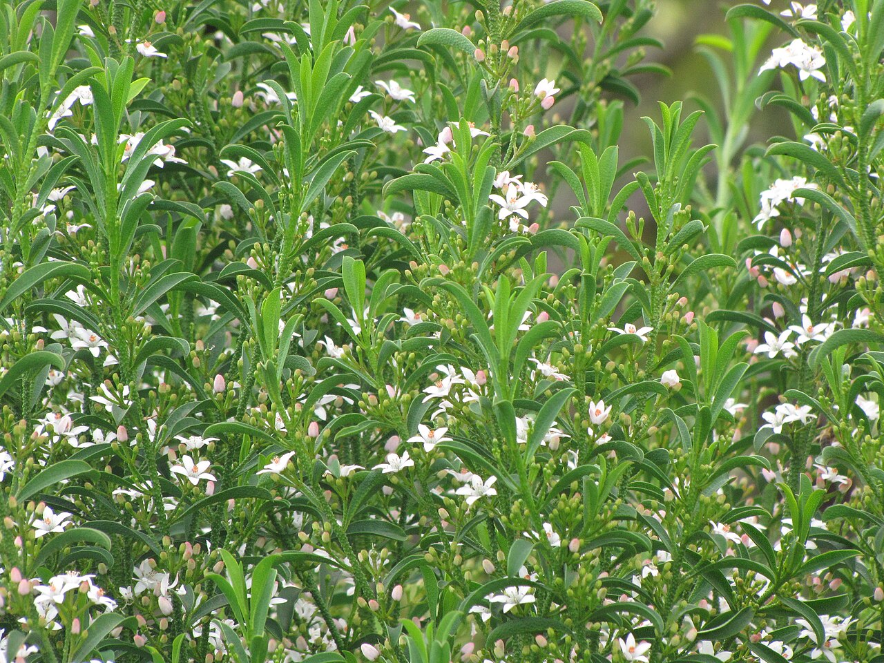 Philotheca myoporoides, Long-leaf wax flower — mounding evergreen (Rutaceae) (image 8 of 10)