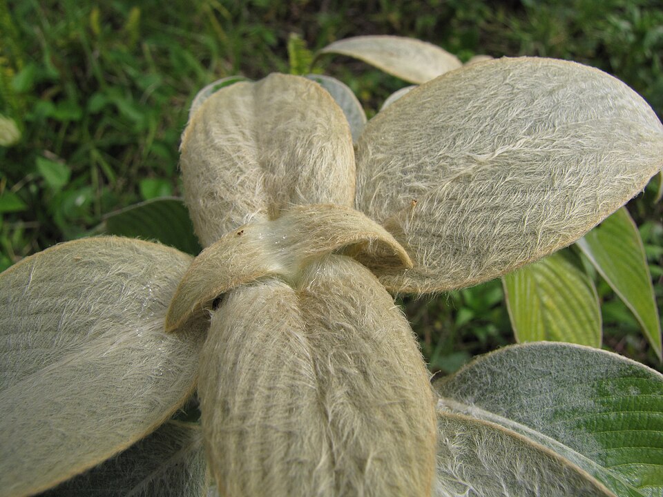 Strobilanthes (Coneflowers)