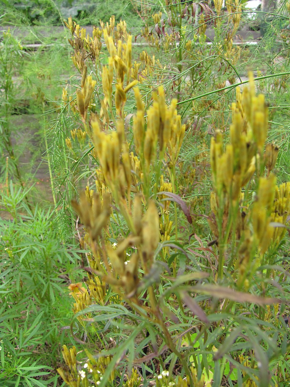 Tagetes minuta (wild marigold) (alternate view 10)