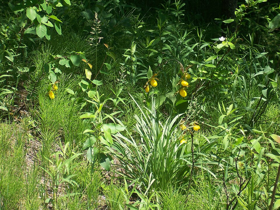 Cypripedium parviflorum (yellow lady's slipper) (alternate view 6)