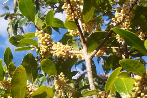 Myrsine variabilis (Variable Muttonwood) (alternate view 7)
