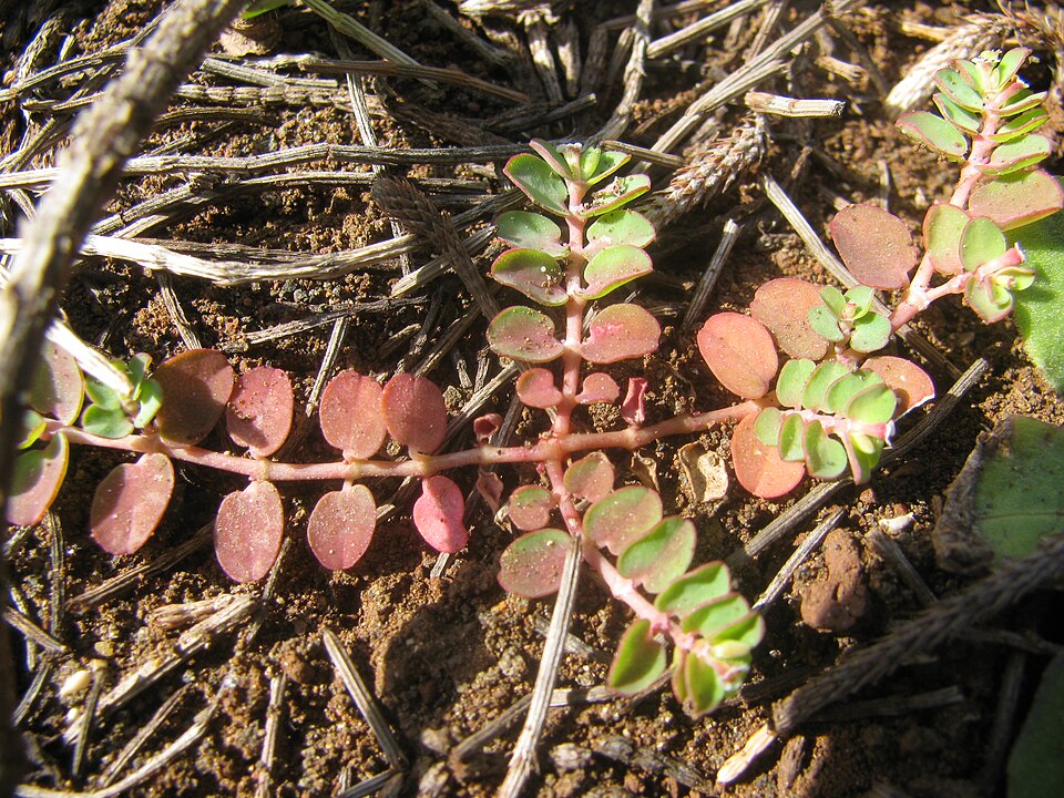 Euphorbia serpens (creeping spurge) (alternate view 10)