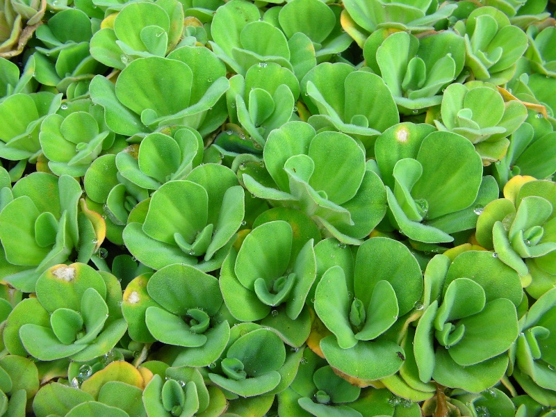 Pistia stratiotes (Water Lettuce) (alternate view 6)