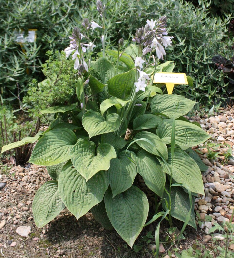 Hosta (hostas) (alternate view 6)