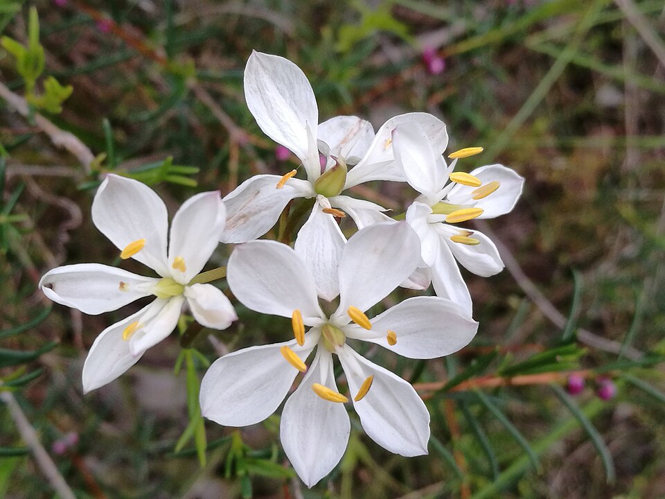 Burchardia congesta (Milkmaids) (alternate view 5)