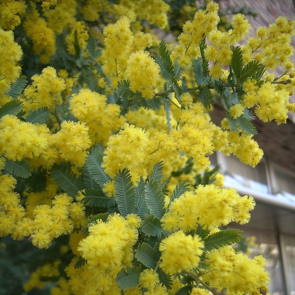 Acacia baileyana (Cootamundra wattle) (alternate view 6)