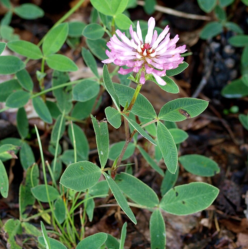 Trifolium medium (Zigzag Clover)