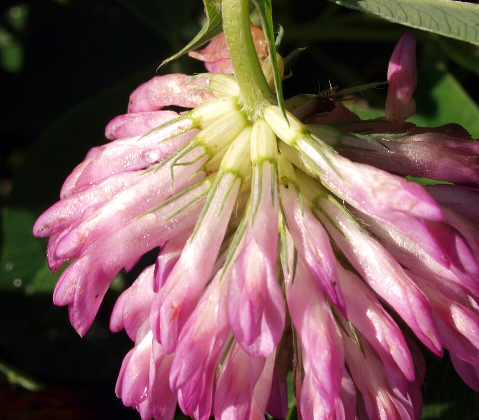 Trifolium medium (Zigzag Clover)