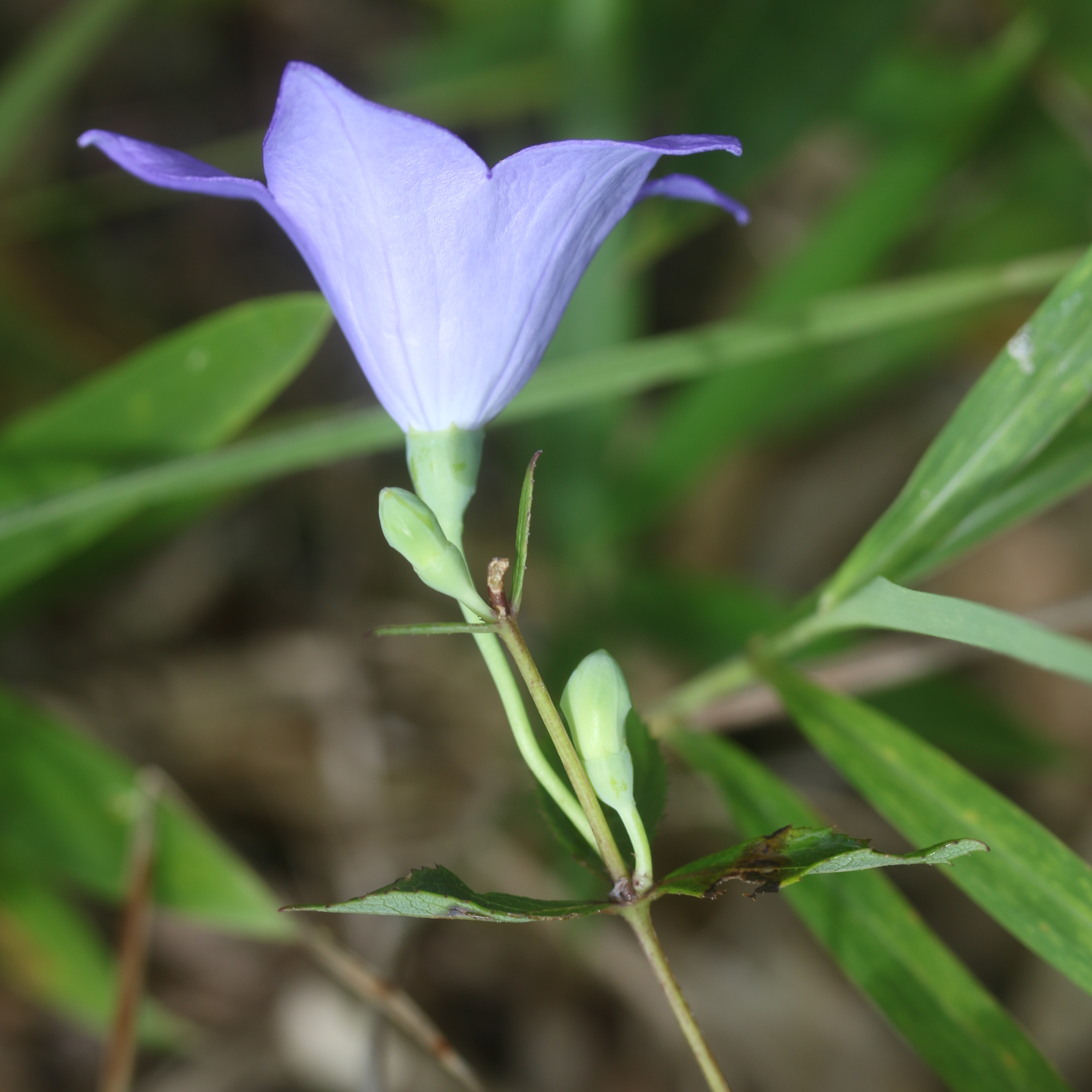 Platycodon grandiflorus, Balloon flower — clumping deciduous (Campanulaceae) (image 3 of 4)