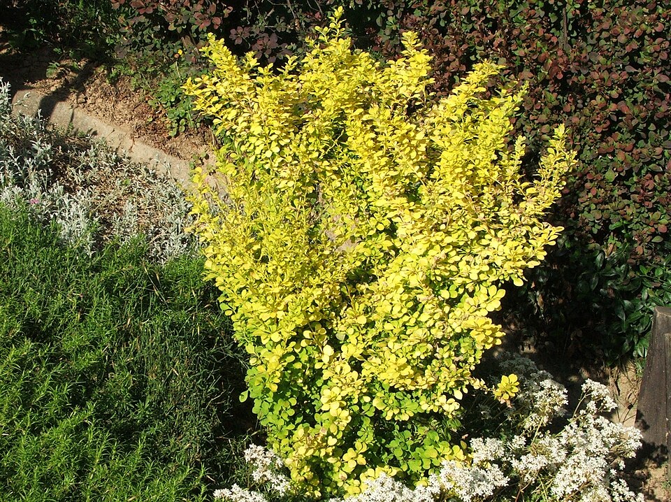 Berberis thunbergii 'Aurea' (golden Japanese barberry) (alternate view 2)