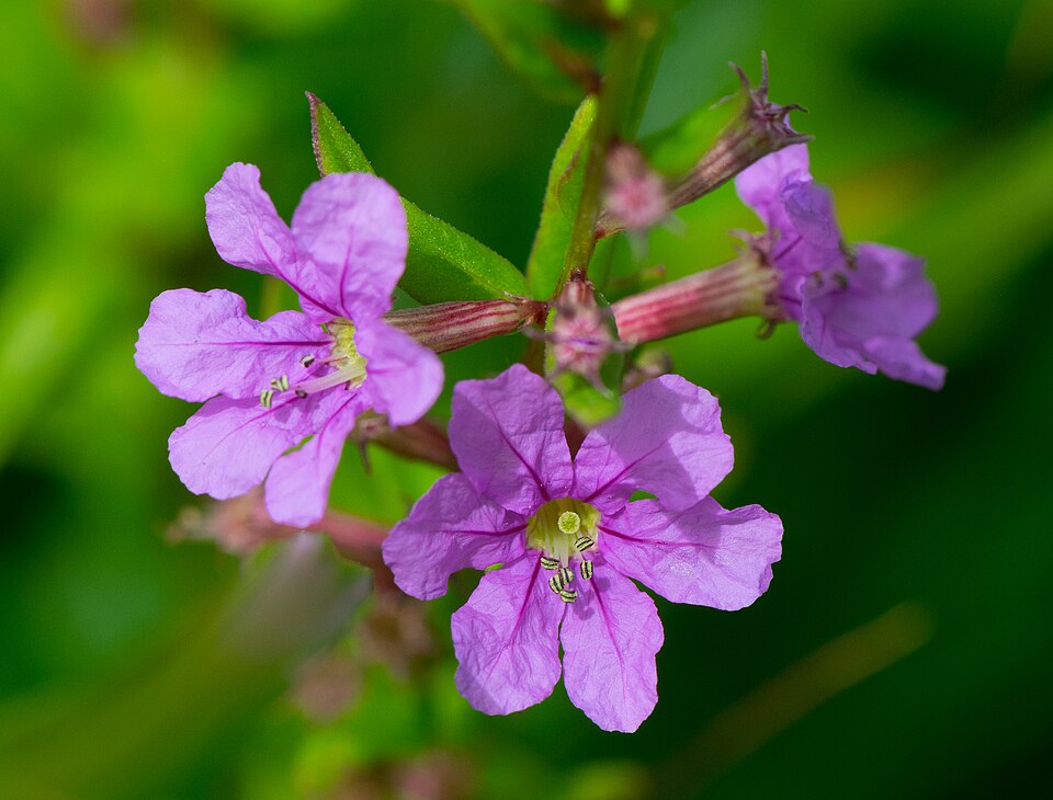 Lythrum alatum (Winged Loosestrife) (alternate view 10)