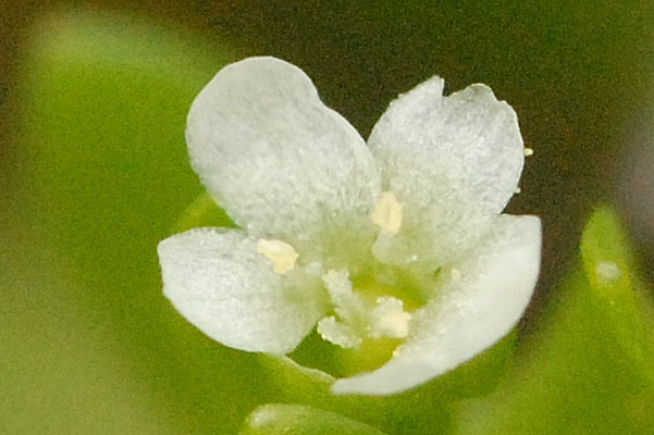 Montia fontana (blinks)