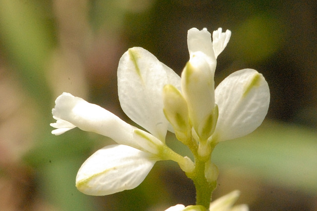 Polygala serpyllifolia (Heath Milkwort)