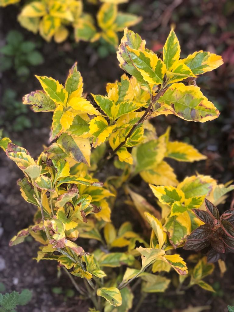 Sambucus canadensis (American black elderberry)