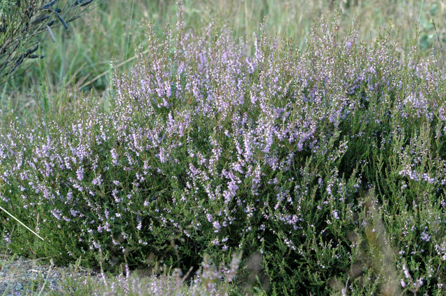 Calluna vulgaris (Scotch Heather) (alternate view 13)