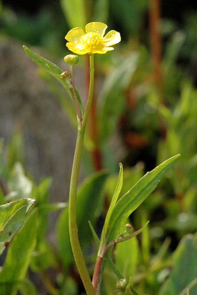 Ranunculus flammula (Lesser Spearwort)