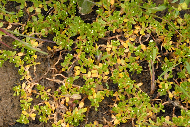 Montia fontana (blinks)