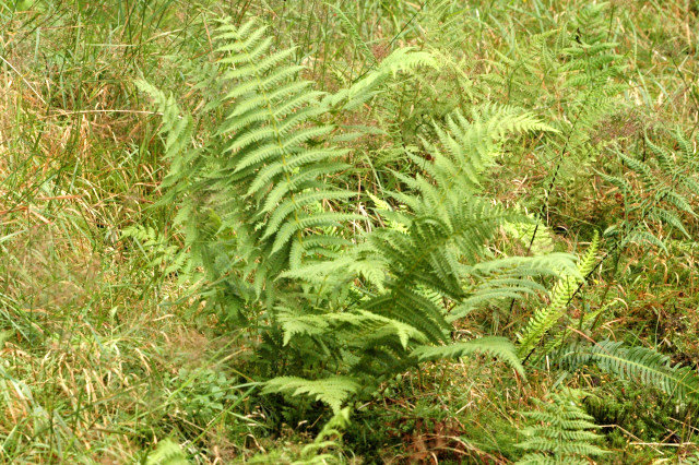 Oreopteris limbosperma (Lemon-scented Fern) (alternate view 8)