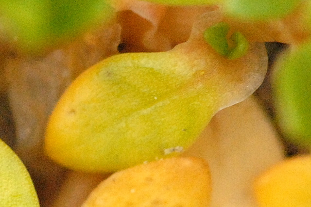 Montia fontana (blinks)