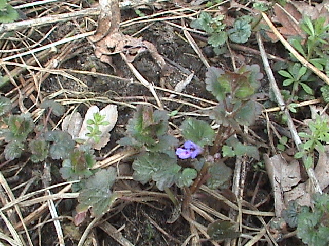 Glechoma hederacea (ground-ivy)