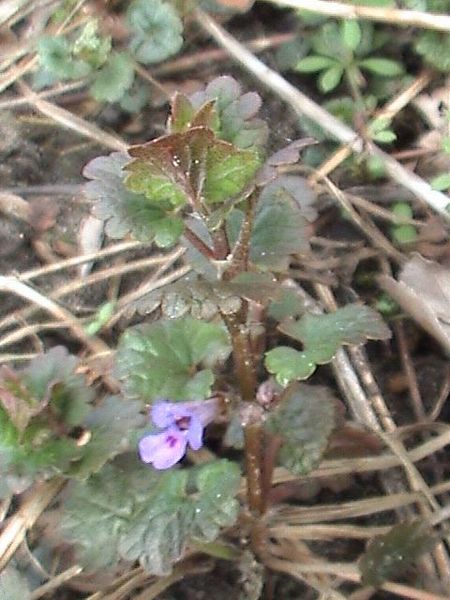 Glechoma hederacea (ground-ivy)