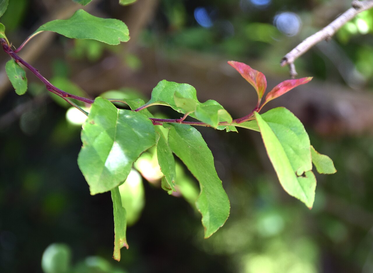 Malus halliana, Hall crabapple — spreading deciduous (Rosaceae) (image 8 of 10)