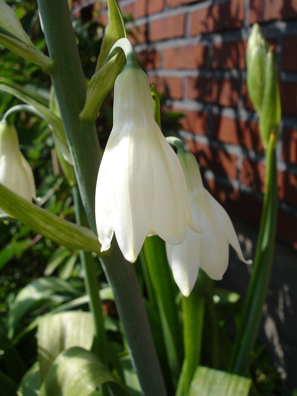 Ornithogalum candicans (Summer hyacinth) (alternate view 7)