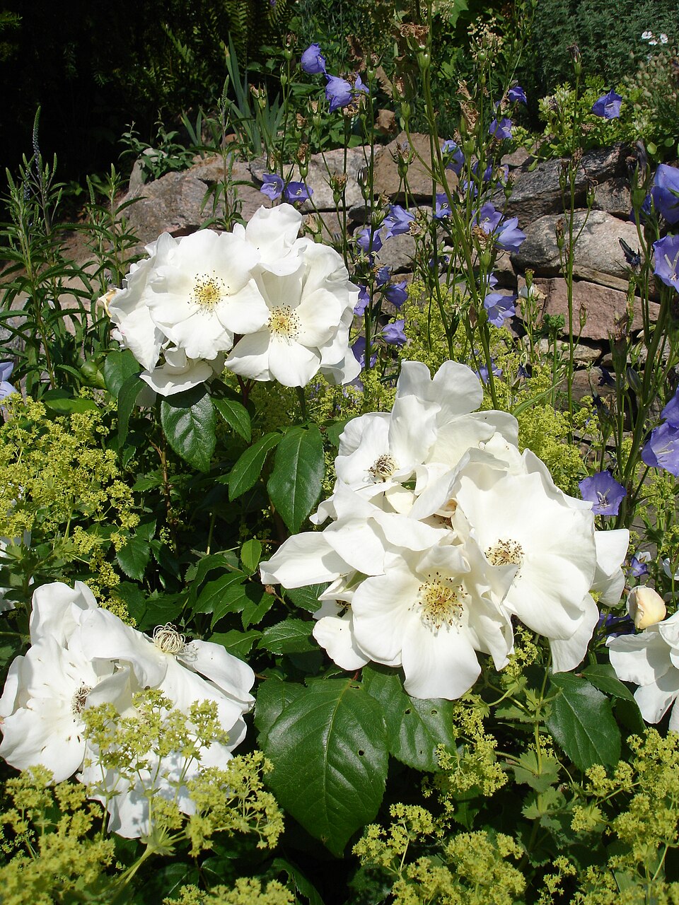 Rosa 'Sally Holmes' (Sally Holmes Rose) (alternate view 2)