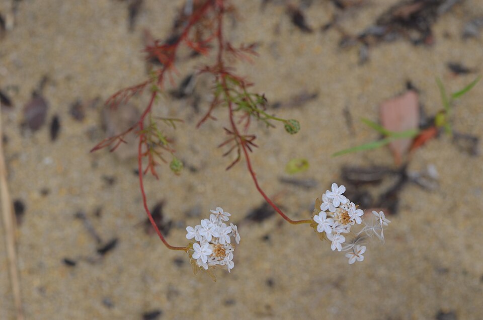 Ursinia (Paraseeds)