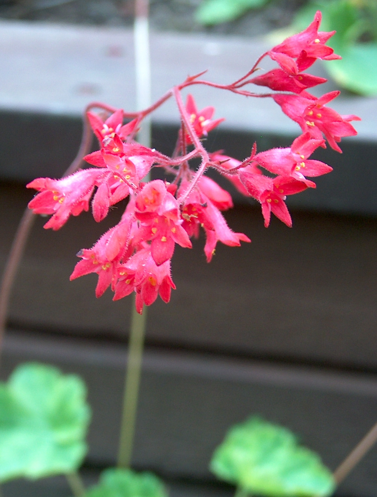 Heuchera sanguinea, Coral bells — mounding evergreen (Saxifragaceae) (image 5 of 10)