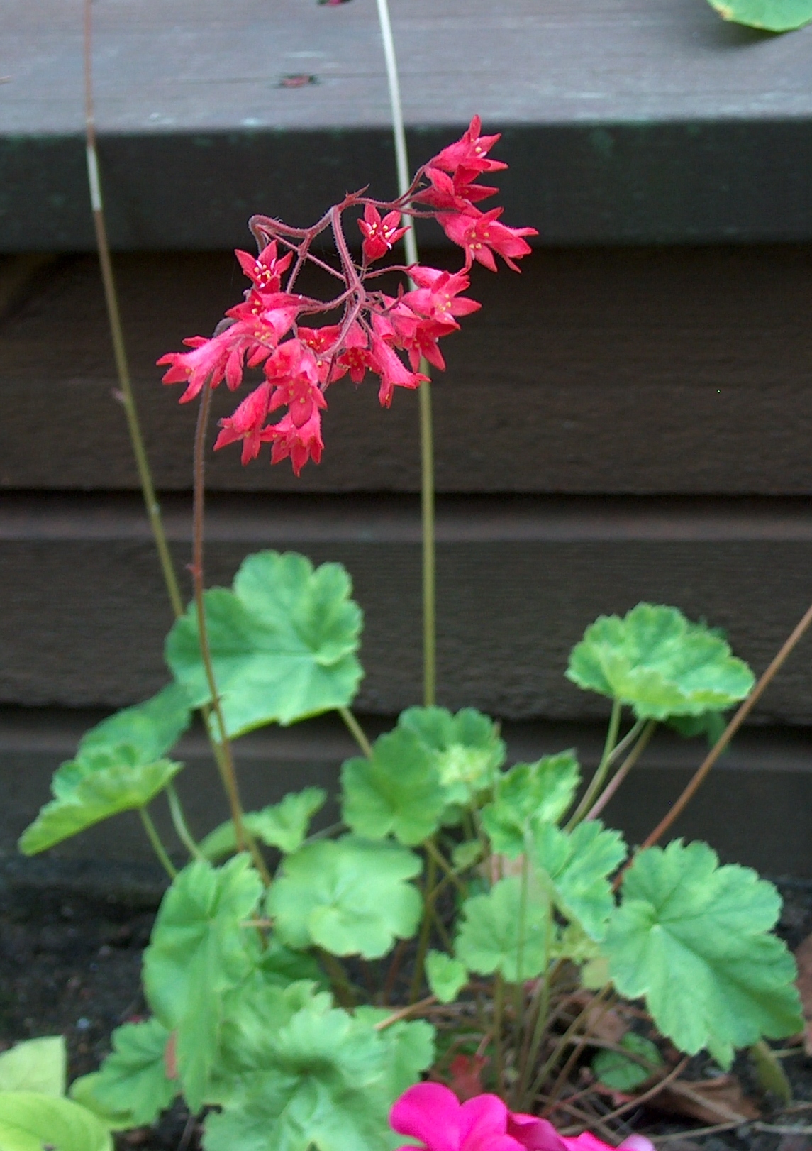 Heuchera sanguinea, Coral bells — mounding evergreen (Saxifragaceae) (image 6 of 10)
